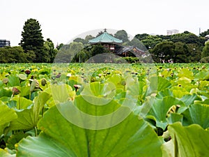 Scenic view of Shinobazu lotus pond in Ueno park in summer