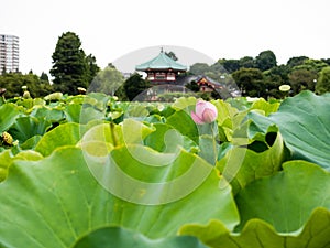 Scenic view of Shinobazu pond in Ueno park with lotus flowers blooming in summer