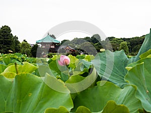 Scenic view of Shinobazu pond in Ueno park with lotus flowers blooming in summer