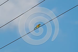 Scenic view of silhouette of European bee-eater perched on electric wire under blue sky
