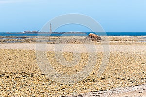 Scenic view of Sillon de Talbert area in Brittany photo