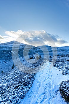 A scenic view of a snowy mountain trail track with small pine trees and mountain range summit in the background under a majestic