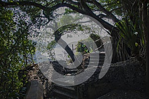 Stone staircase in the rainforest