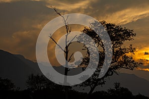 Scenic view of sunset with tree silhouette in forest area along Masinagudi, Mudumalai National Park, Tamil Nadu - Karnataka State