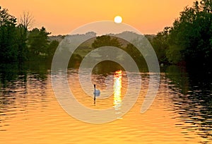 Scenic view of a swan on a lake in an orange sunset