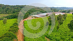 Scenic view of tea plantation and factory in Burundi, Rutana province