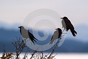 Scenic view of three ravens standing on tree branches at dawn