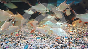 Scenic view of the Tinfoil barbs (Barbonymus schwanenfeldii) fish in aquarium