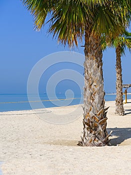Scenic view to beautiful palm tree at empty sandy beach of Persian Gulf, Middle East,UAE. Vacations,travel concept