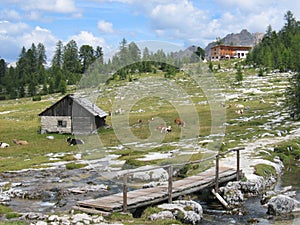 scenic view to the dolomites and the green landscape with cows resting at the meadow in the Alps