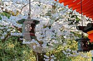 Scenic view of traditional Japanese lanterns hung under wooden eaves & a flourishing Sakura cherry blossom tree blooming by the br