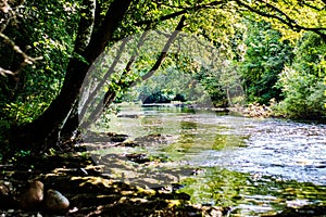 Scenic view from tree covered riverbank