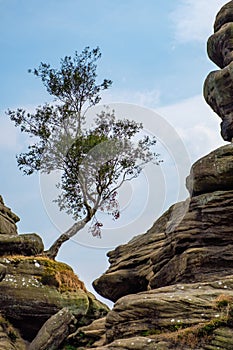 Scenic view of a tree growing on Brimham Rocks in Yorkshire Dale