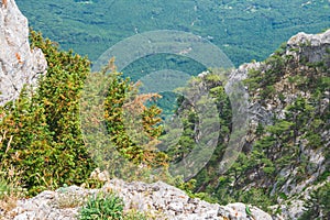 Scenic view of trees against mountain