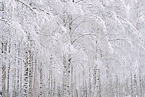 Scenic view of trees covered with snow in Toten, Norway in winter