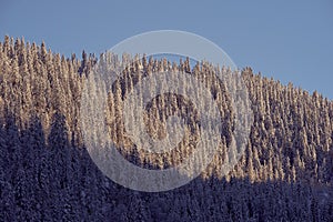 Scenic view of trees covered with snow in Toten, Norway in winter