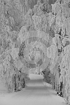 Scenic view of trees covered with snow in Toten, Norway in winter