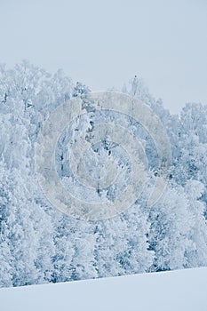 Scenic view of trees covered with snow in Toten, Norway in winter