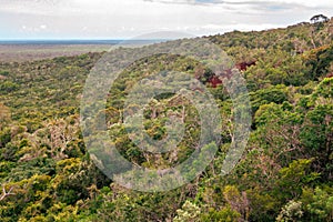 Scenic view trees in the forest seen from Nyari View Point in Arabuko Sokoke Forest Reserves in Malindi, Kenya