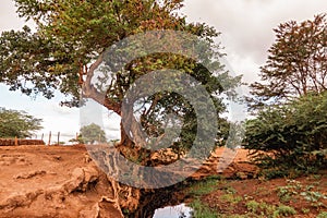 Scenic view of a trees growing on the banks of River Lumi in Mwatate Town in rural Kenya