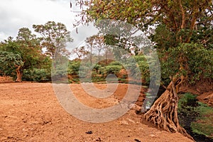 Scenic view of a trees growing on the banks of River Lumi in Mwatate Town in rural Kenya