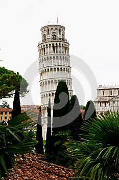 Scenic View through Trees of Leaning Tower and Pisa Cathedral, Piazza del Duomo, Pisa, Tuscany, Italy