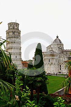 Scenic View through Trees of Leaning Tower and Pisa Cathedral, Piazza del Duomo, Pisa, Tuscany, Italy