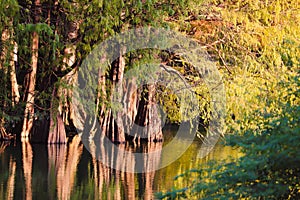 Scenic view of trees submerge on water during a flood