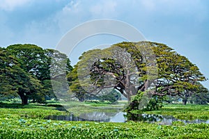 Scenic view of tropical lake with trees in water