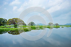 Scenic view of tropical lake with trees in water