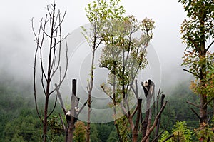 Scenic view of two Gigant panda bear lying on a tree against forest