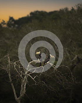 Scenic view of two oriental pied hornbills sitting on a bare tree branch