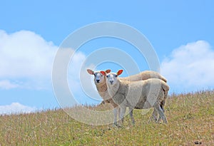 Scenic view of two sheep looking at the viewer