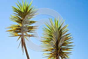 Scenic view of two tropical trees with green leaves in sunny weather on a blue sky background