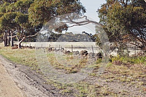 Scenic view of an unpaved rural dirt road winding through a lush and tranquil landscape