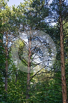 Scenic view of very big and tall pine tree with sun light in the forest when looking up.