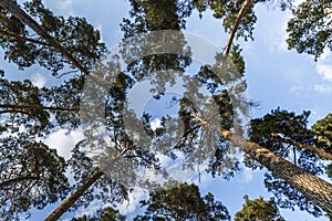 Scenic view of very big and tall tree in the forest in the morning. looking up.