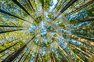 Scenic view of very big and tall tree in the forest in the morning,looking up.