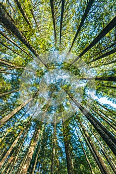 Scenic view of very big and tall tree in the forest in the morning, looking up.