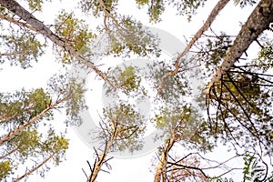 Scenic view of very big and tall tree in the forest in the morning. looking up.. Forest woods.