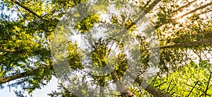 Scenic view of very big and tall tree with sun light in the fore