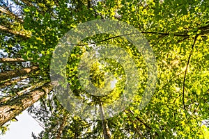 Scenic view of very big and tall tree with sun light in the forest when looking up..