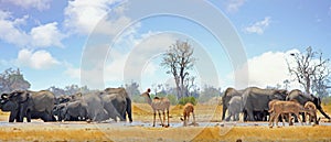 Scenic view of a vibrant waterhole with Kudu and elephants at a waterhole with a cloudy blue sky in Hwange