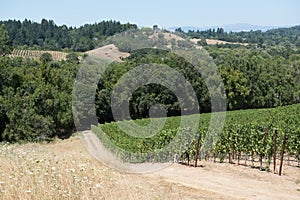 Scenic view of the vines of a vineyard in Napa Valley, California and the hills in the background.