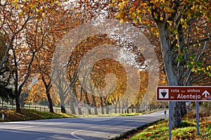 Scenic view of a vineyard path in Portugal's Alentejo region during the autumn season