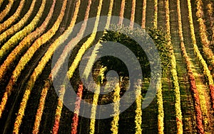 Scenic view of a vineyard with trees in rows  at autum in Moravia, Czech Republic