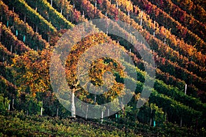 Scenic view of a vineyard with trees in rows  at autum in Moravia, Czech Republic