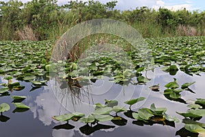 Scenic view of water Lily pads in wetlands of the Everglades in Florida, USA