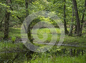 Scenic view of wet and boggy woodland in the Natural Park of Migliarino San Rossore Massaciuccoli. Near Pisa, in Tuscany