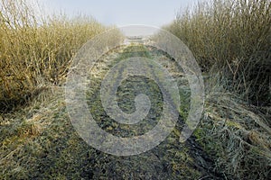 Scenic view of a wet, muddy path leading through a swamp land in spring with overgrown reeds in the countryside. Swampy